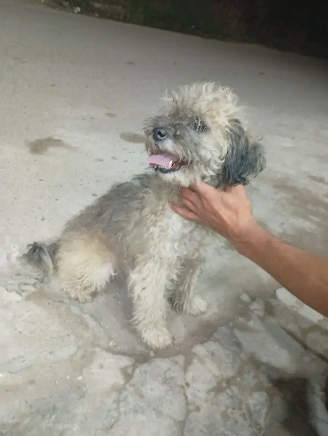 سک پاکوتاه|سگ|آستانه اشرفیه, |دیوار