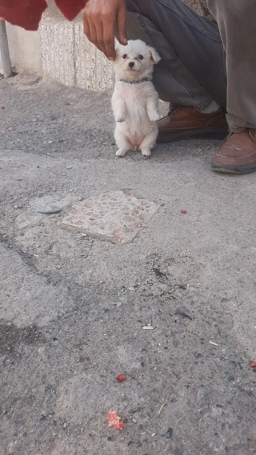 سگ پامر|سگ|سبزوار, طبرسی (جعفرآباد)|دیوار