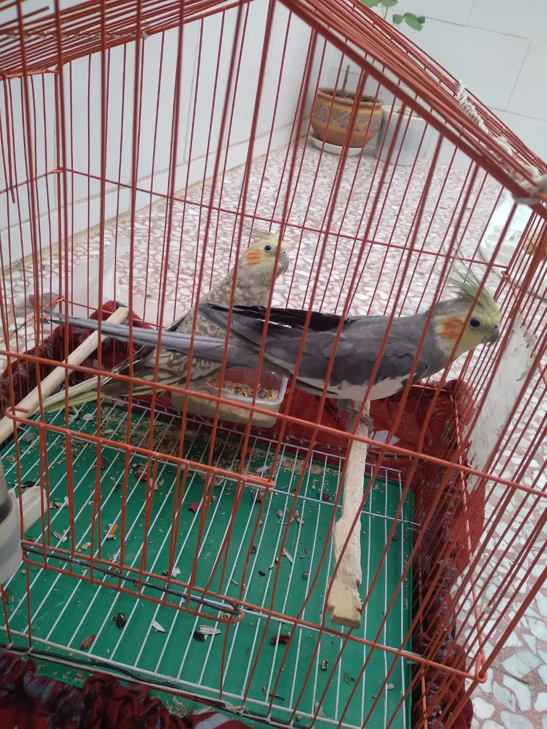 عروس هلندی معاوضه با قناری|پرنده|بروجن, |دیوار