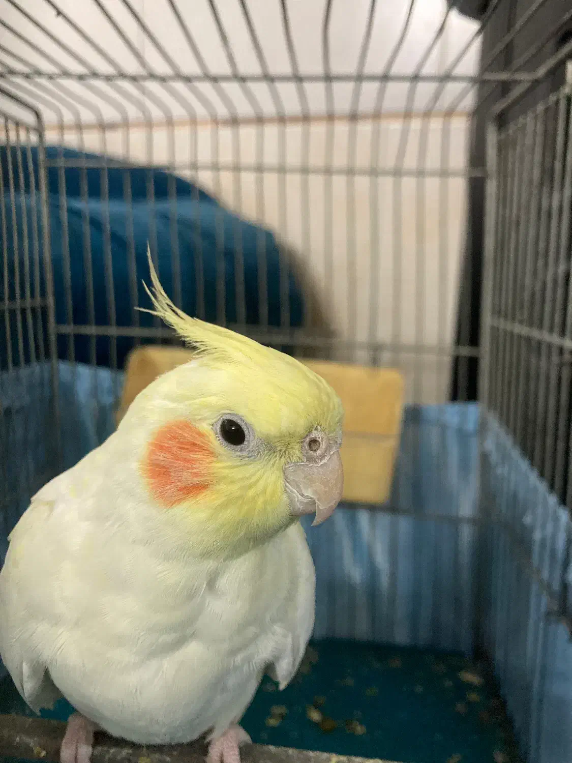 2تا عروس هلندی|پرنده|تهران, بیسیم|دیوار