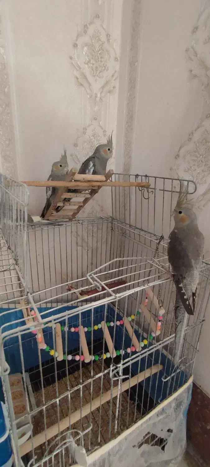 عروس سینامون ۳ماهه|پرنده|قم, زنبیل آباد|دیوار