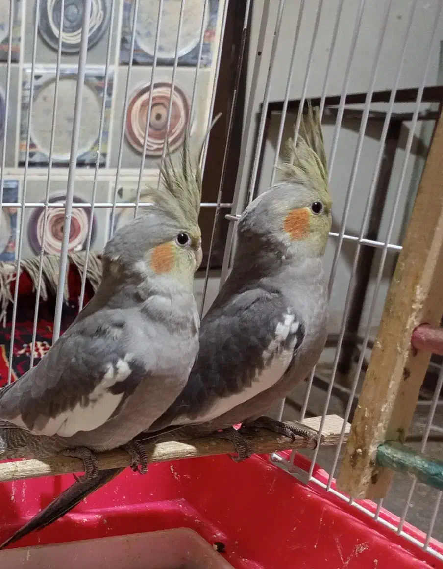 ۴ عدد عروس هلندی|پرنده|الوند, |دیوار