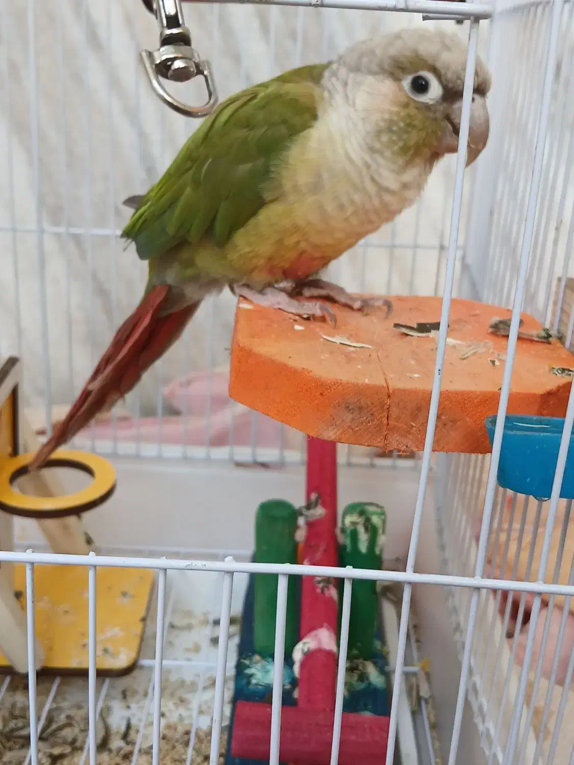 گرینچیک و کوتوله|پرنده|خمینی‌شهر, |دیوار