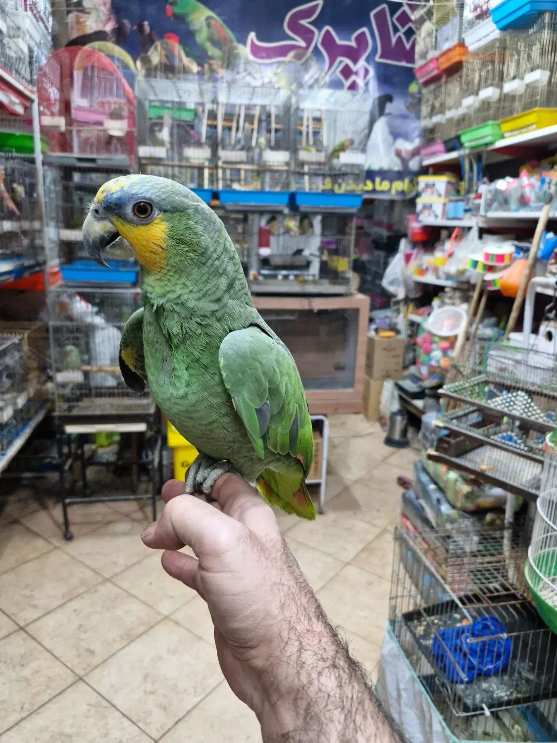 آمازون پیشونی آبی فول دستی کلامدار|پرنده|اصفهان, حسین‌آباد|دیوار