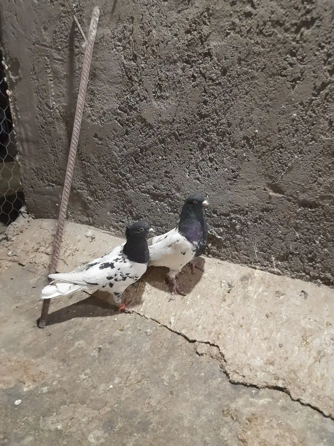 کفتر|پرنده|رفسنجان, |دیوار