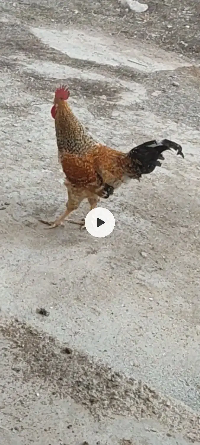 خروس|حیوانات مزرعه|فاروج, |دیوار