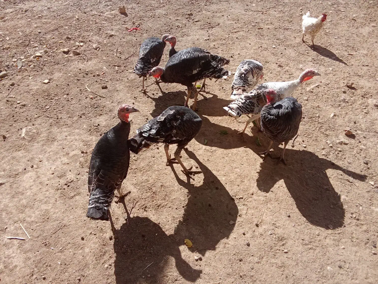 بوقلمون|حیوانات مزرعه|سیلاخور, |دیوار