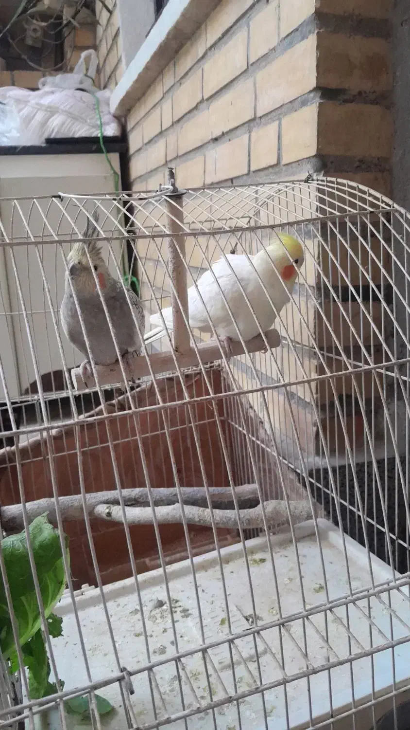 عروس هلندی|پرنده|خرمشهر, |دیوار