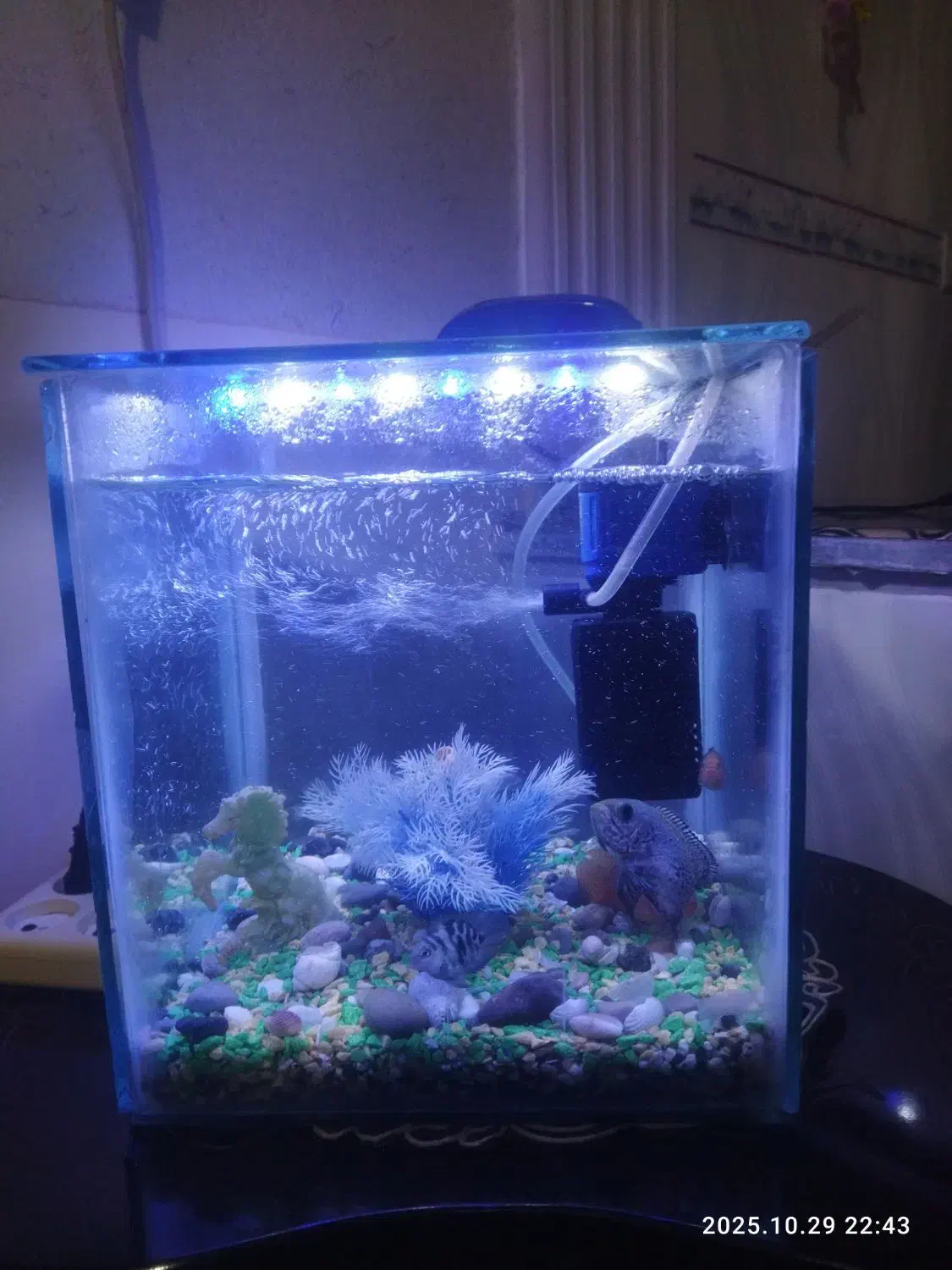 آکواریوم سالم با در فروش فوری 28 در28 بدون لوازم|ماهی|قائن, |دیوار