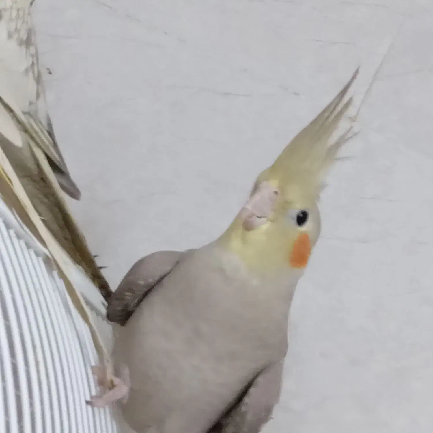 نر وماده زیبا|پرنده|رشت, جانبازان|دیوار