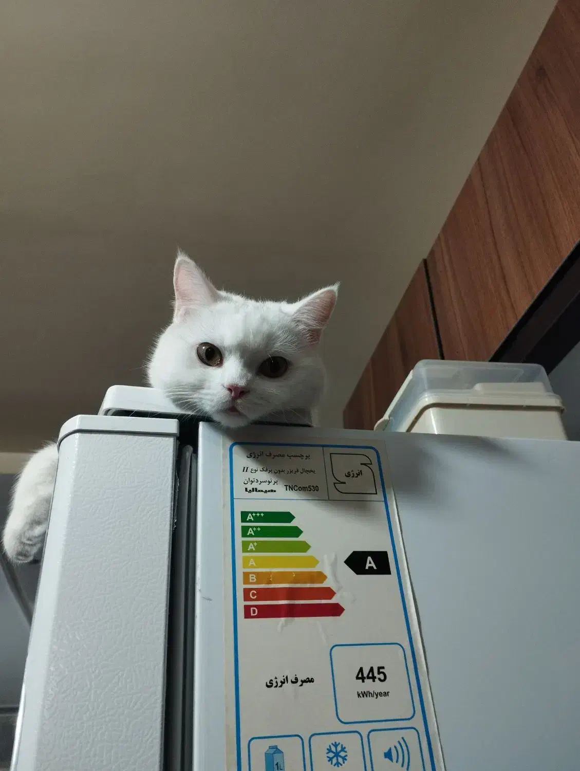 واگذاری دوعدد گربه نر و ماده.|گربه|پاکدشت, شهرک امام رضا|دیوار