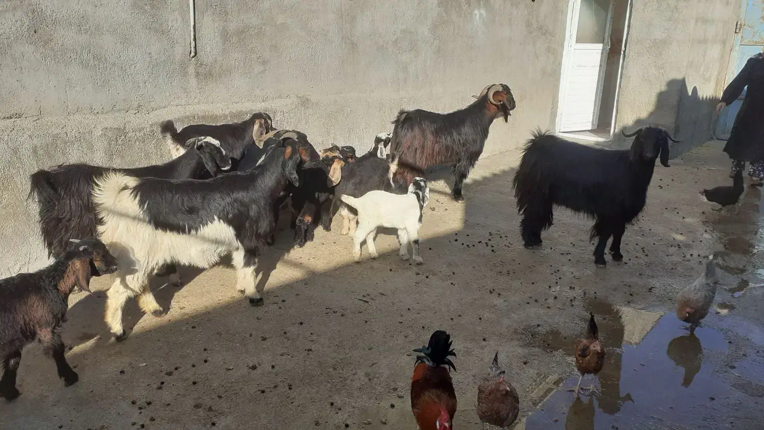 ۳عددگیسکنتقیویکعددساورین|حیوانات مزرعه|سیروان, |دیوار