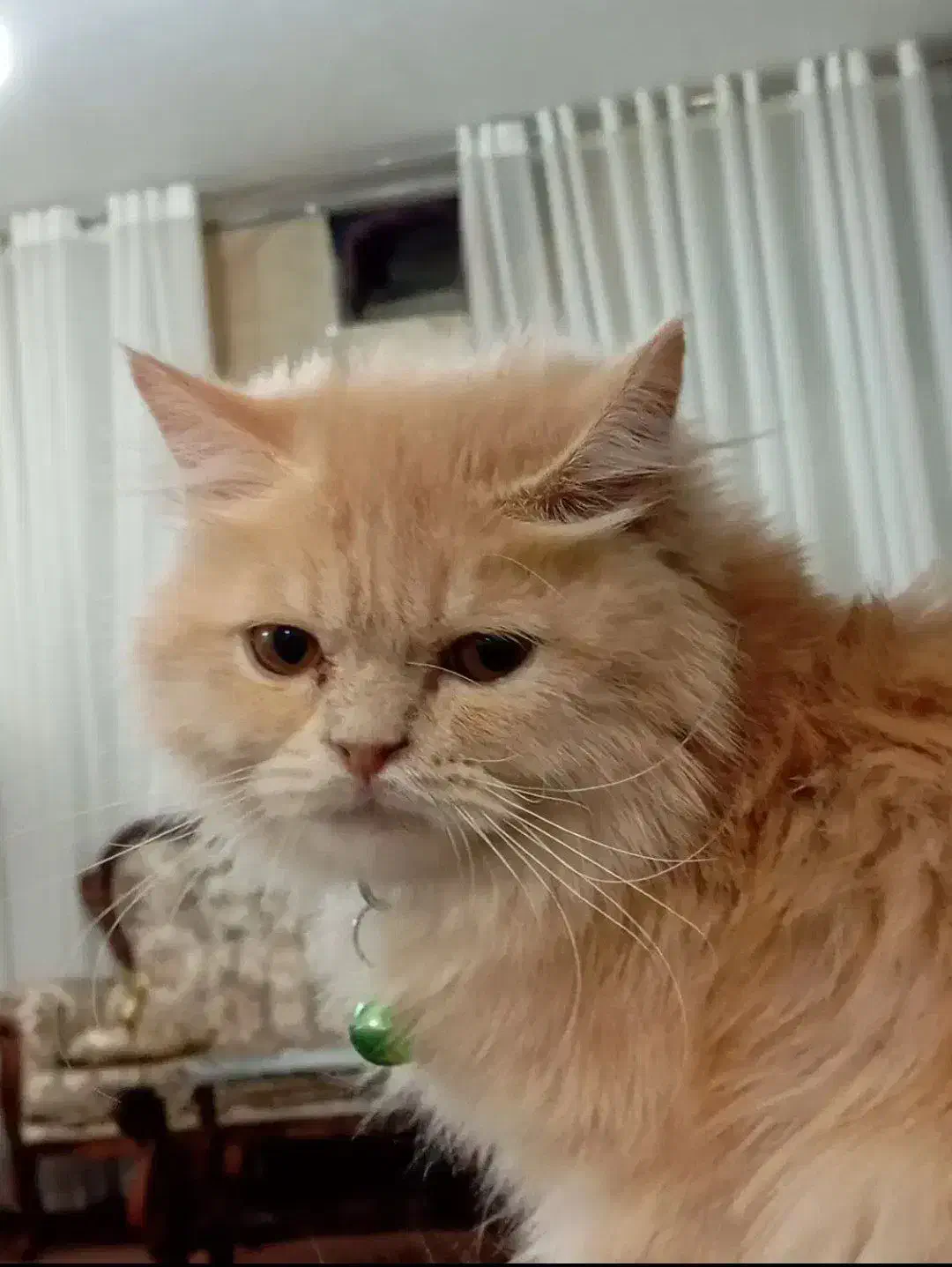 گربه گم شده پرند|حیوانات|پرند, فاز ۶|دیوار