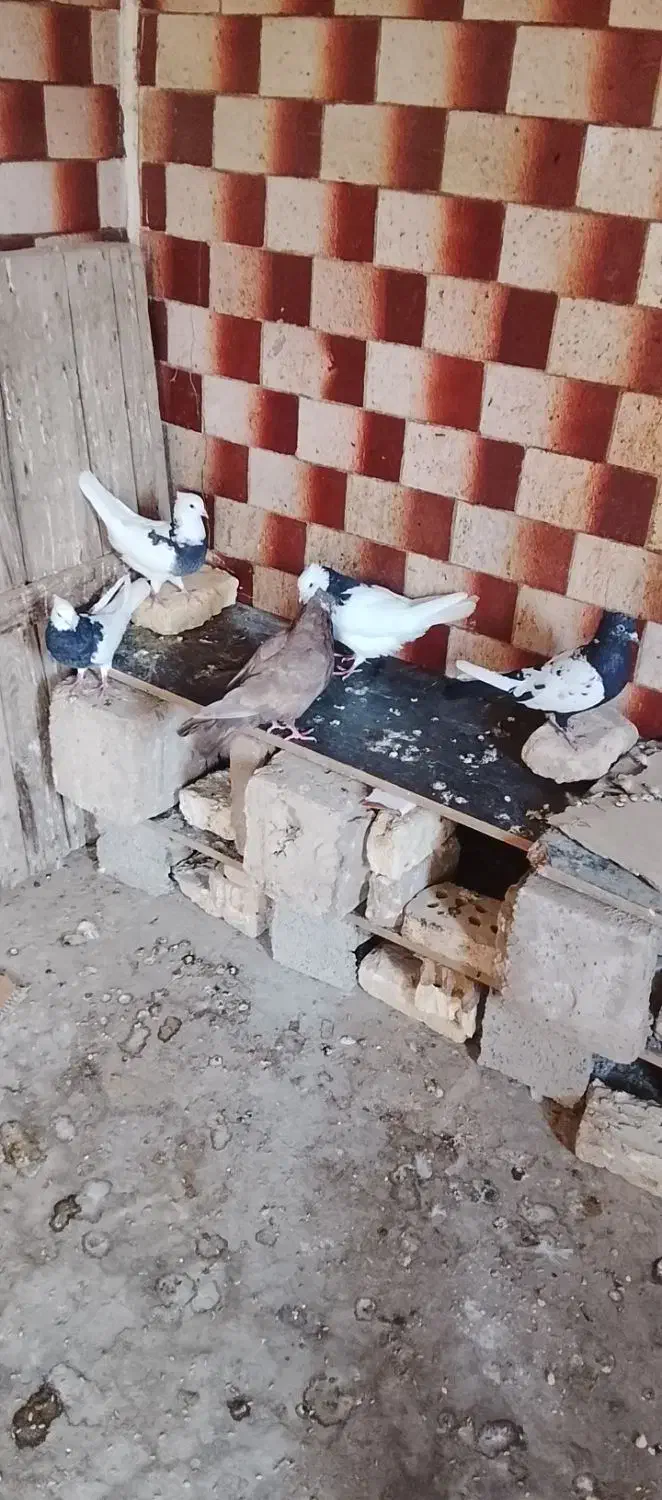 سوسنگرد مشروطه انتهای خیابان محمودی|پرنده|سوسنگرد, |دیوار