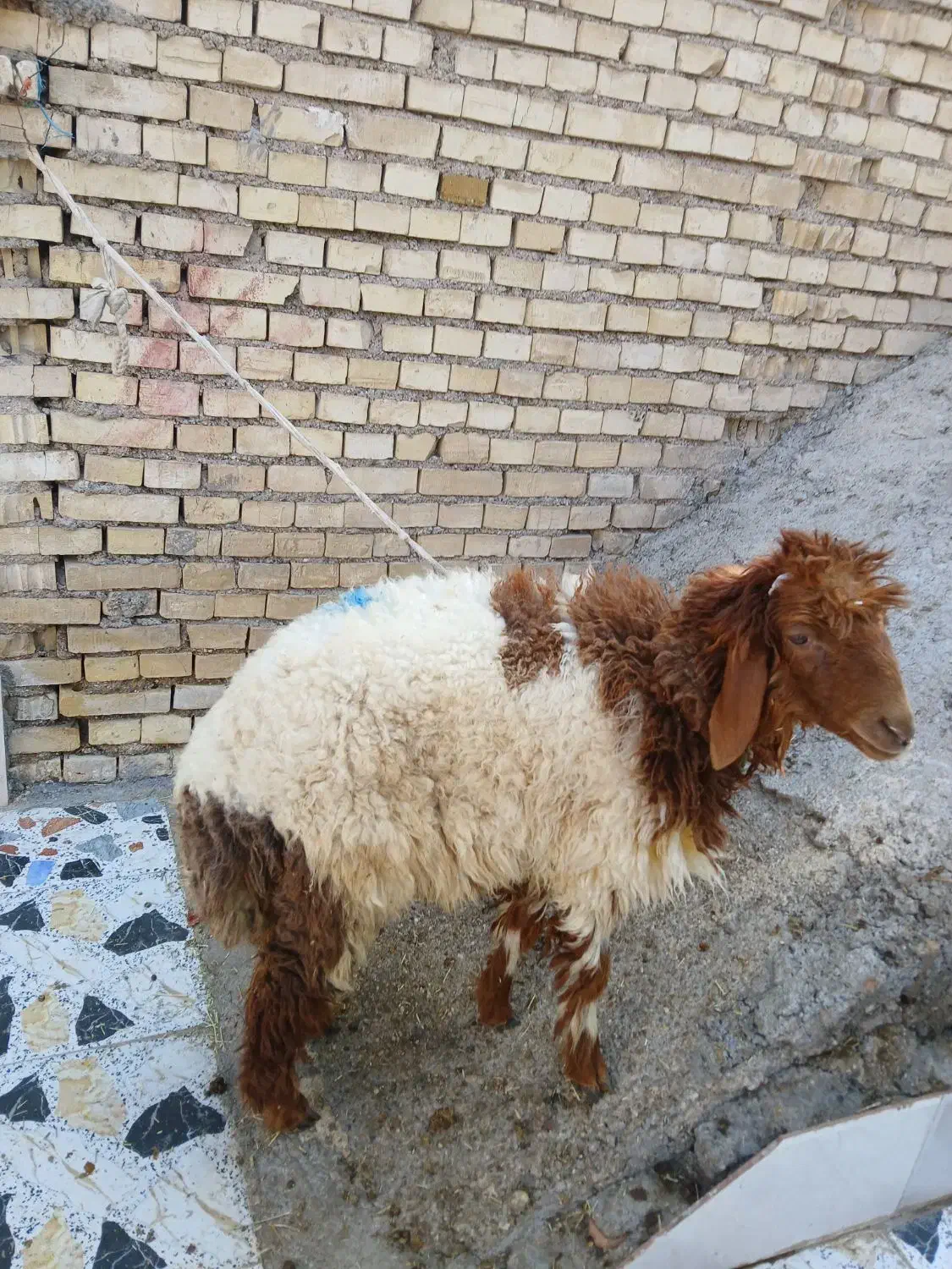 گوسفند نر|حیوانات مزرعه|باوی, |دیوار