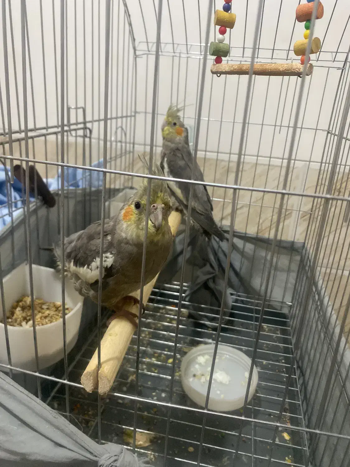 دو عدد عروس هلندی|پرنده|یزد, |دیوار