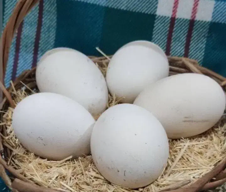 تخم غاز نطفه دار|حیوانات مزرعه|رامیان, |دیوار