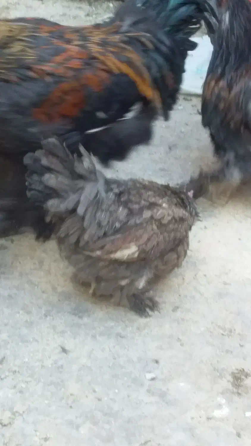 مرغ وخروس چینی وبلژیکی|حیوانات مزرعه|قم, نخودی|دیوار