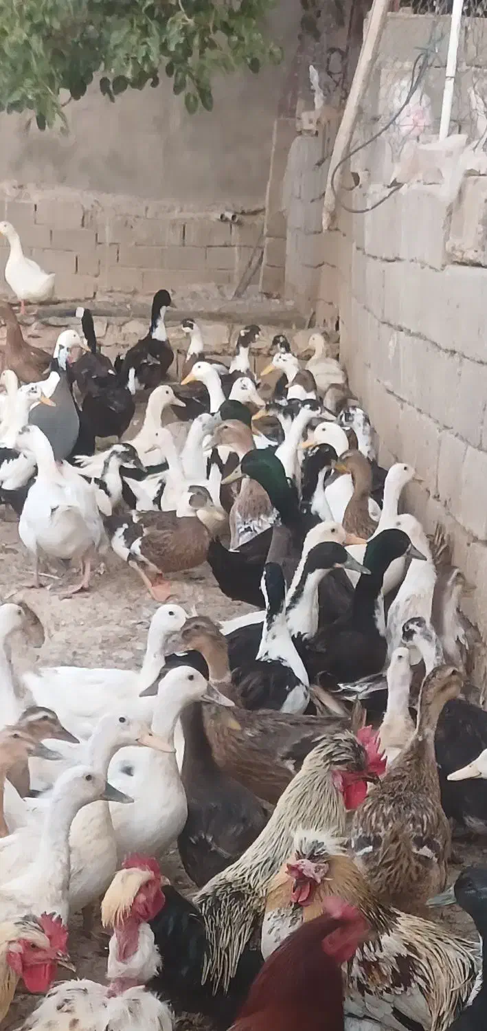 فروش اردک وغاز|حیوانات مزرعه|شاهین دژ, |دیوار