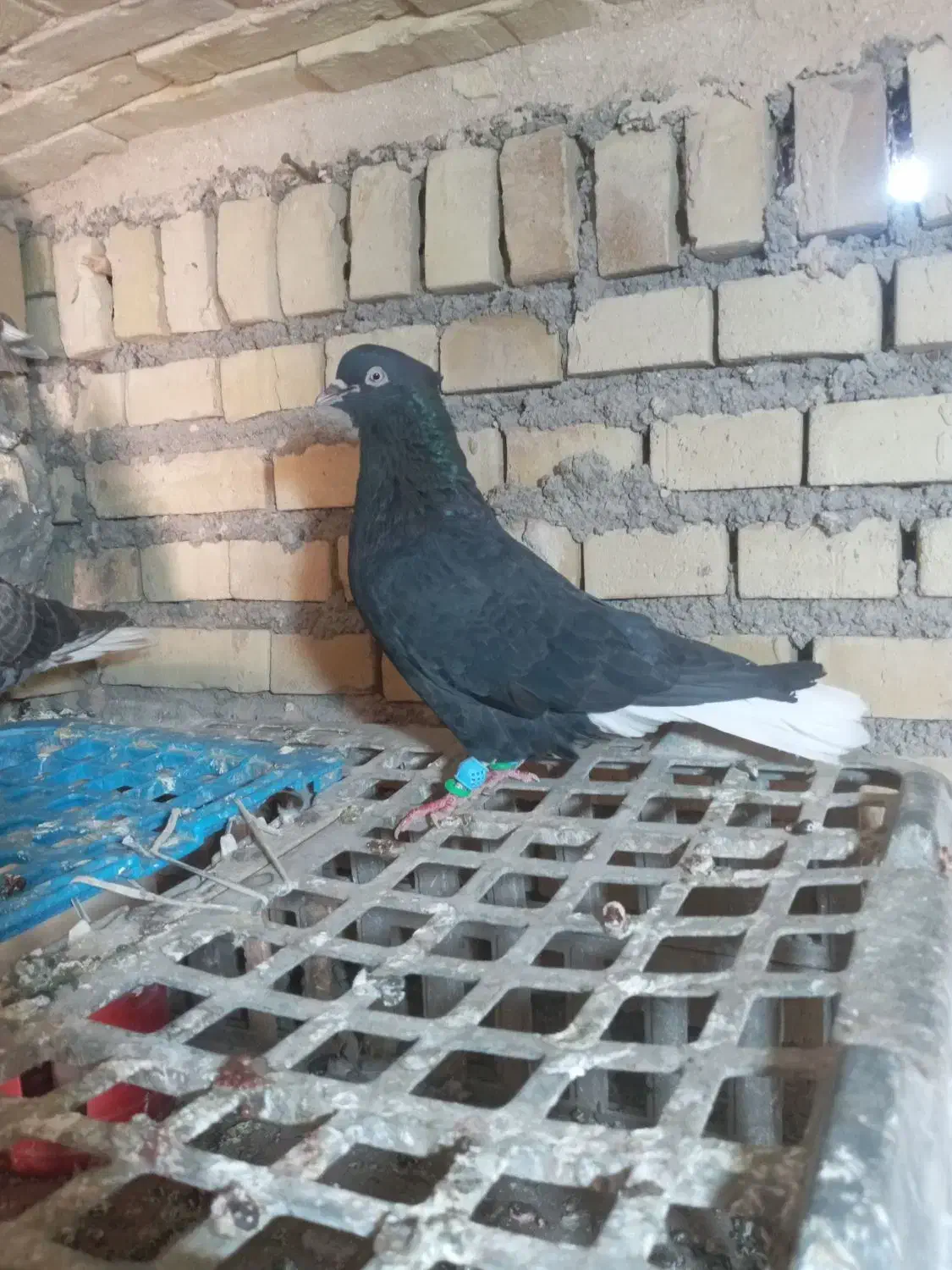 کبوتر|پرنده|کلاردشت, |دیوار