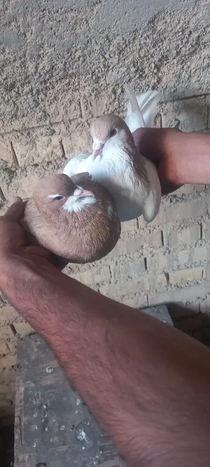 یه جفت شهری|پرنده|خرمشهر, |دیوار