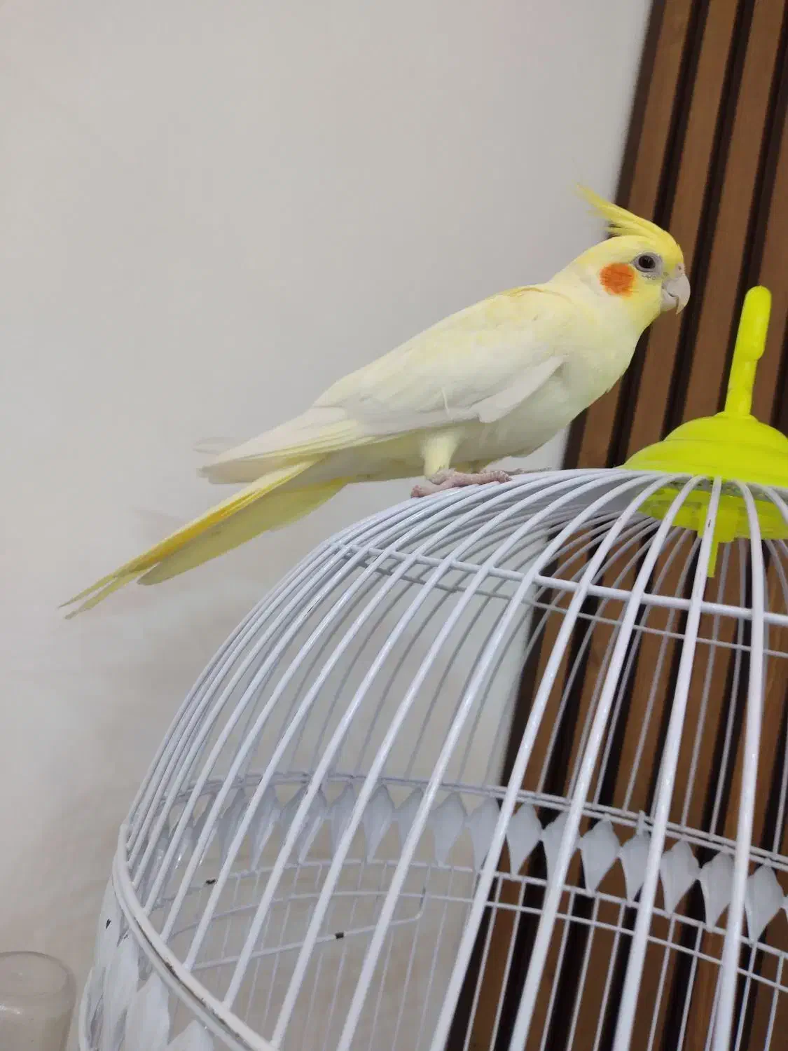 عروس هلندی لوتینو ماده|پرنده|گرگان, |دیوار