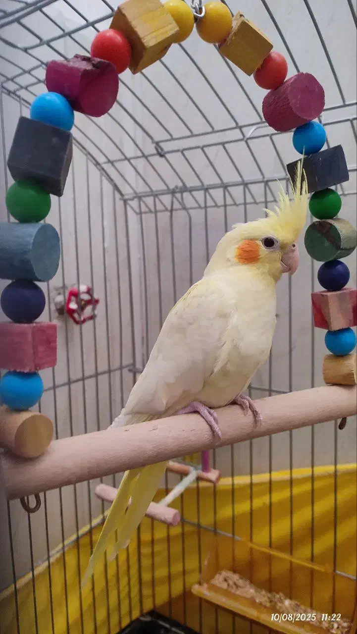 عروس هلندی|پرنده|قائن, |دیوار