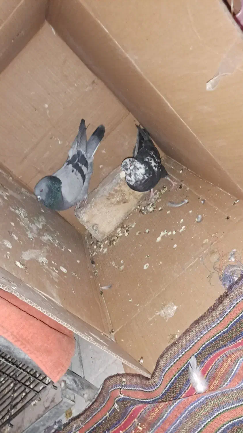 کبوتر خاص پر پرشی بازکن ملقی بابهدجوجه گیری|پرنده|بروجن, |دیوار