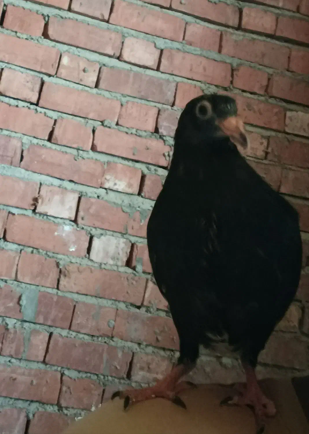 جوجه کبوتر دستی|پرنده|جیرفت, |دیوار