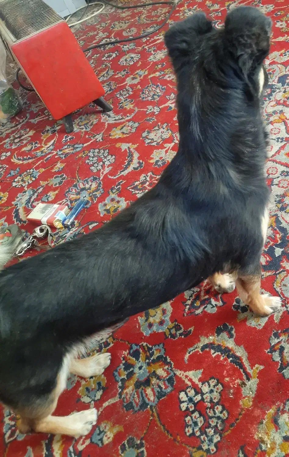 سگ پاکوتاه فانتزی|سگ|زرقان, |دیوار