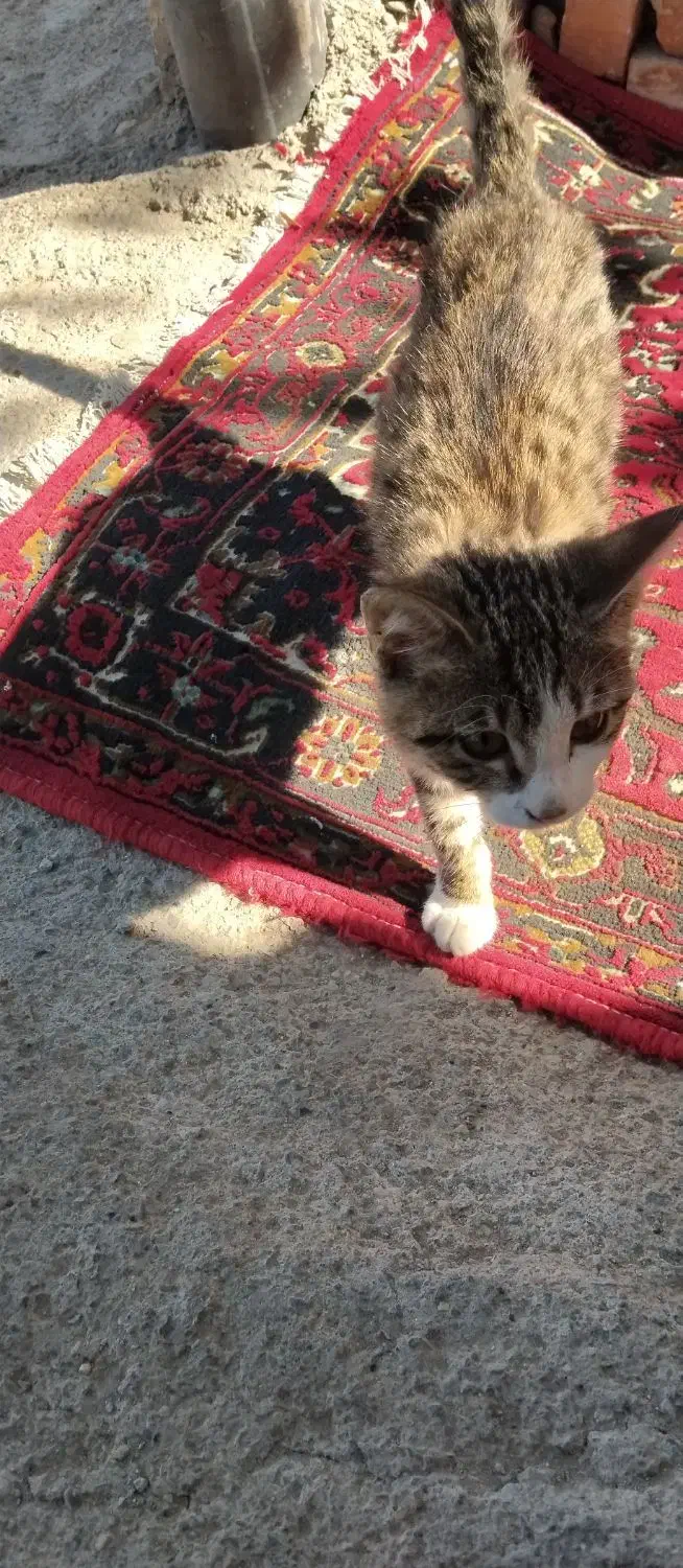 گربه ملوس وزرنگ باهوش|گربه|ارومیه, |دیوار