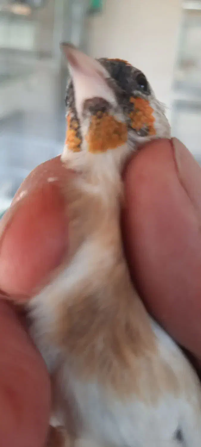 سهره و قناری|پرنده|دماوند, دماوند|دیوار