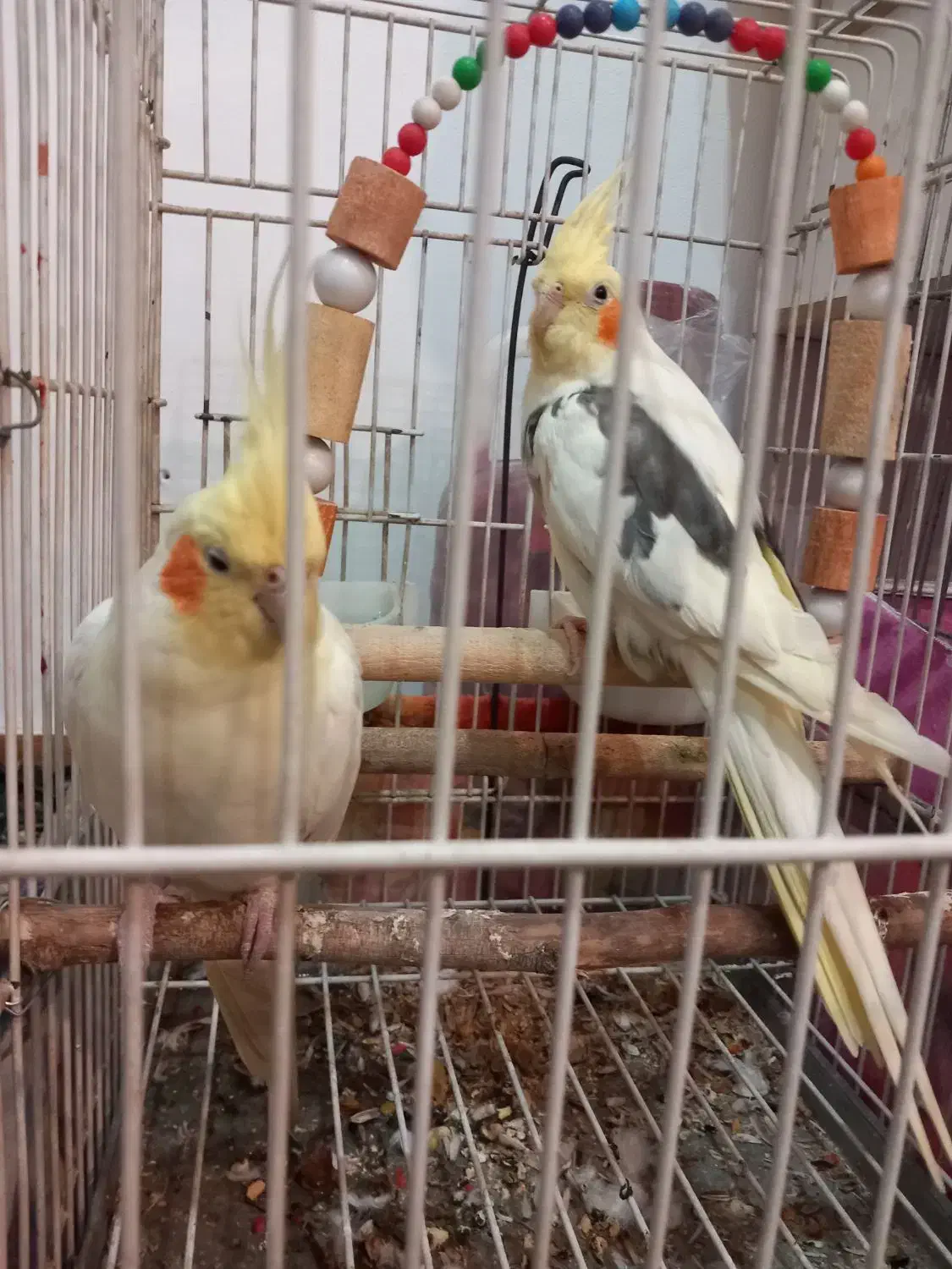 عروس هلندی مولد|پرنده|چهارباغ, |دیوار