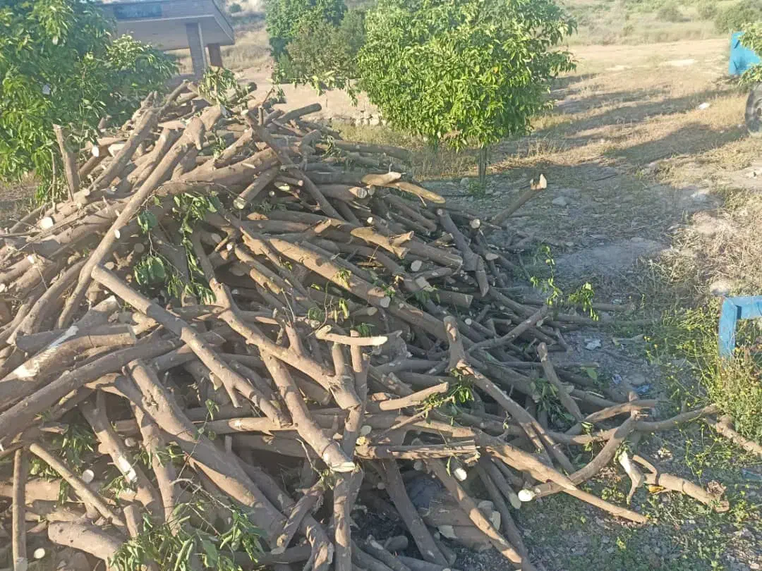 خریدارچوب مرکبات لیمو پرتقال لیموشیرین خشک|خدمات باغبانی و درختکاری|جهرم, |دیوار