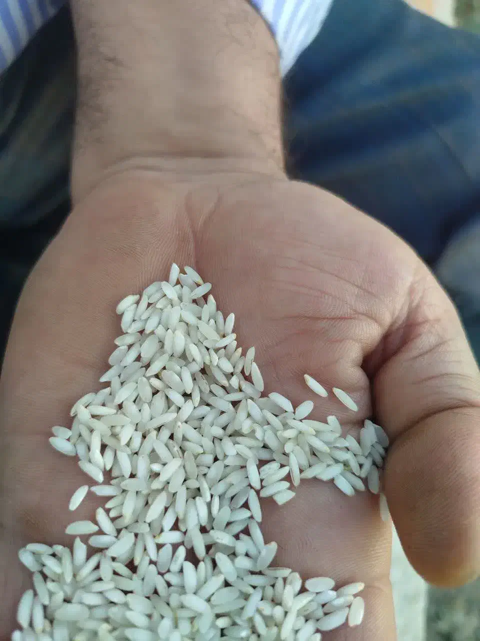 برنج عنبربو شوشتر|خوردنی و آشامیدنی|قم, زند آباد|دیوار