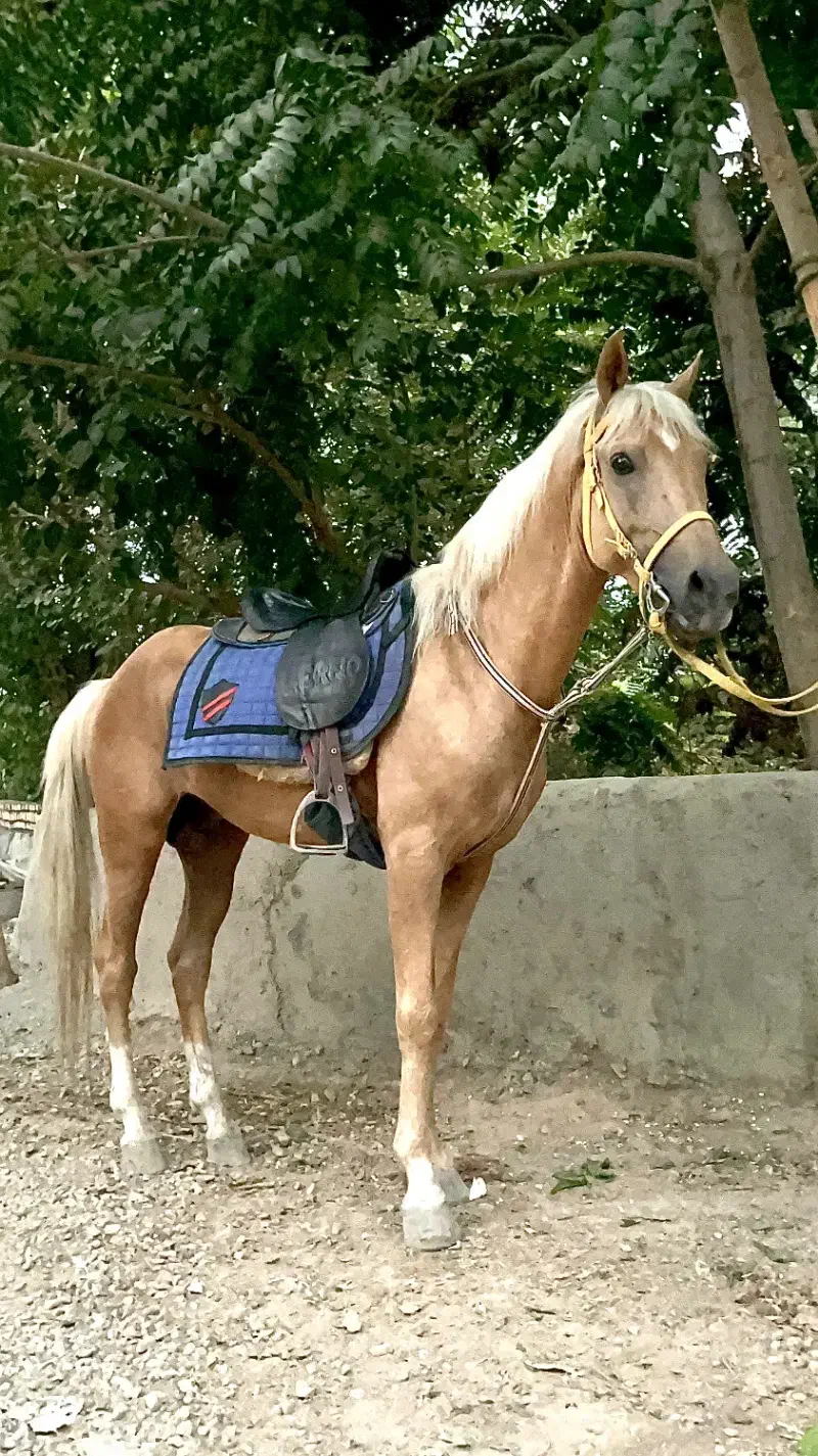 پانسیون اسب ، سوارکاری تفریحی ، آموزش سوارکاری|اسب و تجهیزات اسبسواری|ری, فیروزآباد|دیوار