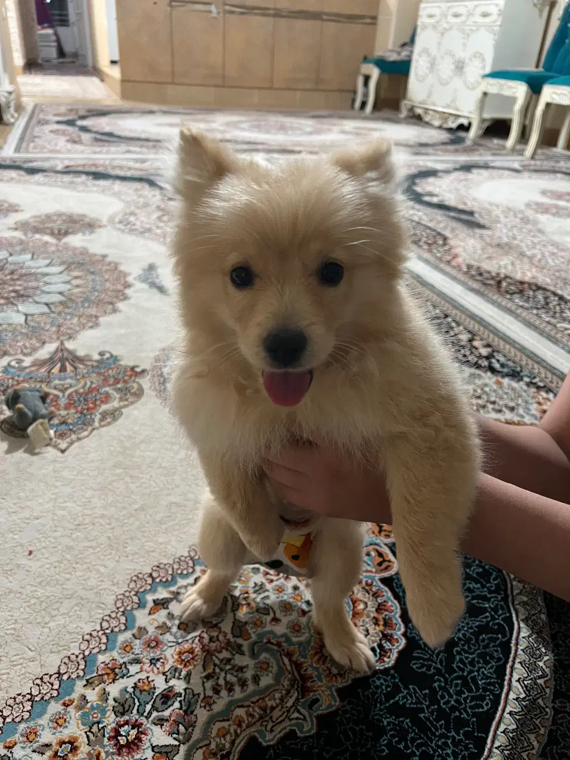 حیوان خوانگی|سگ|کرج, عظیمیه|دیوار