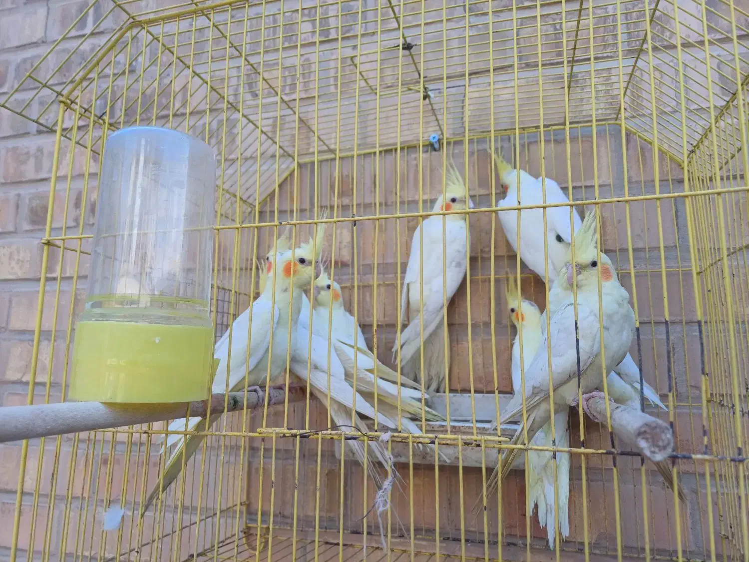 عروس هلندی|پرنده|بندر ماهشهر, |دیوار