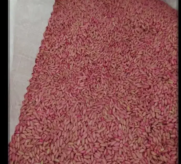 گندم بذر باران|گل و گیاه طبیعی|جوانرود, |دیوار