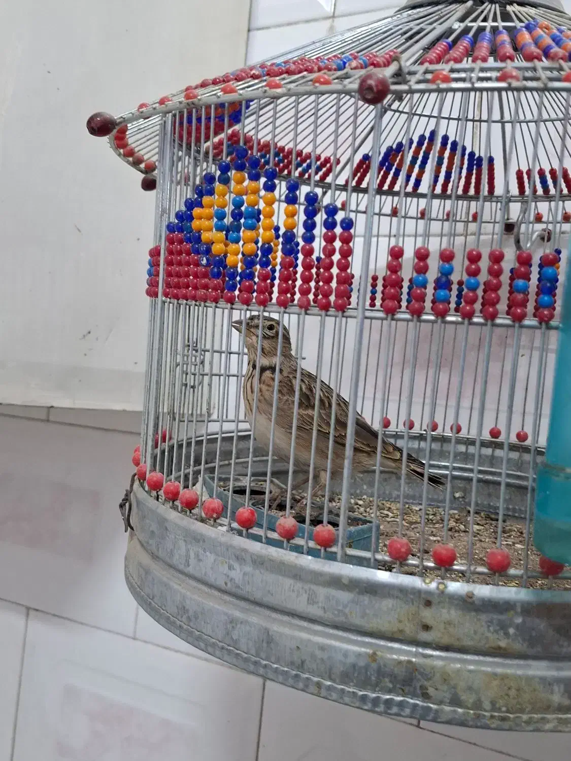 سره خاکی|پرنده|اردبیل, |دیوار