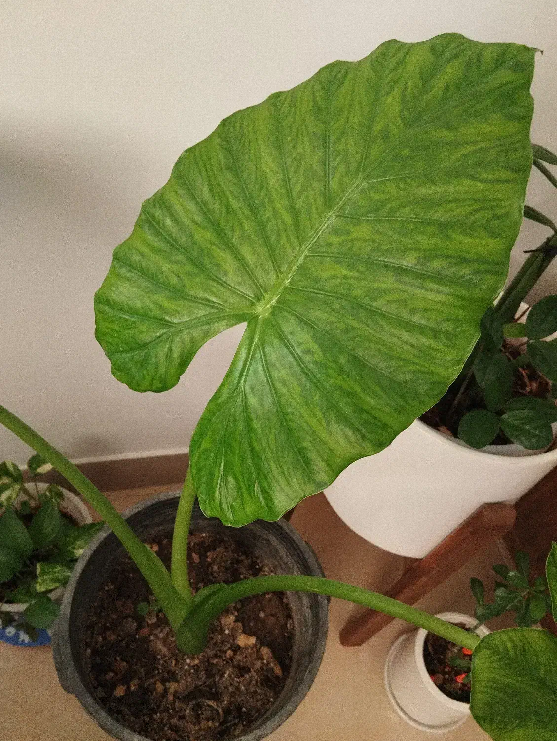 گیاه بابا آدم|گل و گیاه طبیعی|قرچک, شهرک الحدید|دیوار