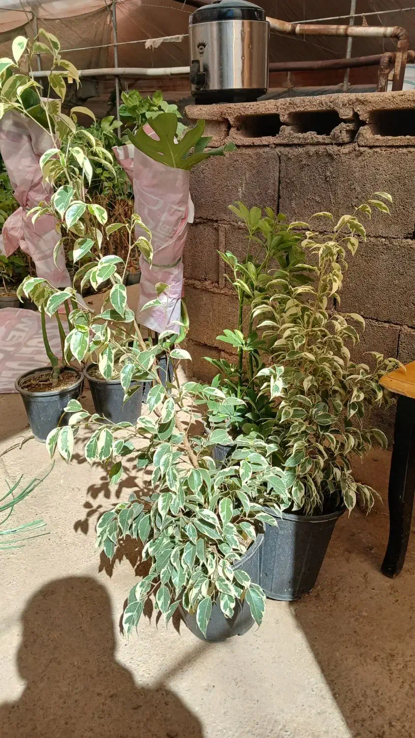 تاحالا از گلخانه افرا خرید داشتین|گل و گیاه طبیعی|قم, چهل درخت|دیوار