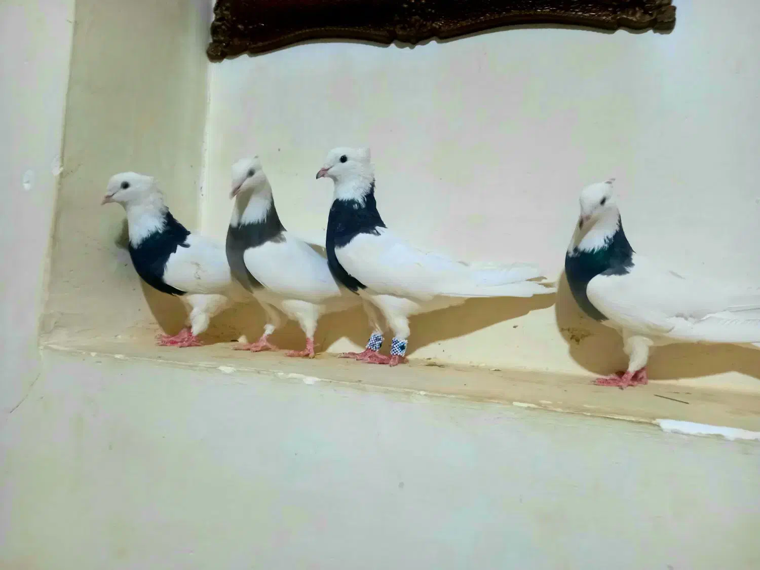 کبوتر|پرنده|رحمتآباد, |دیوار