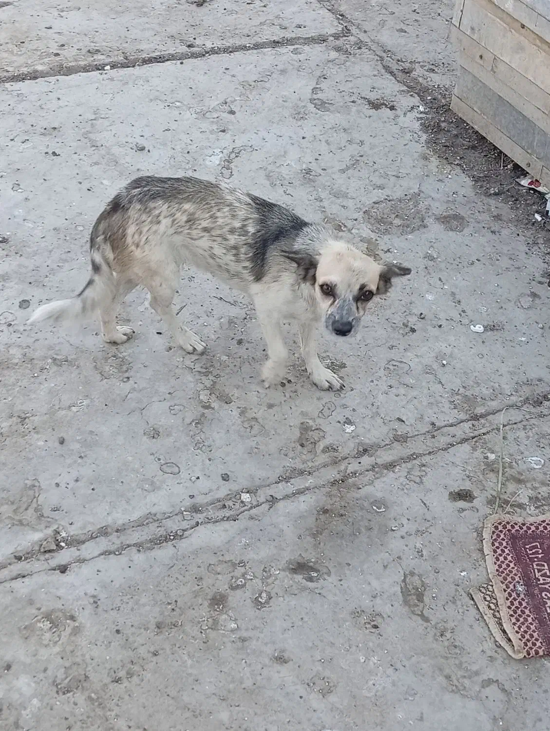 جی واوا پا کوتاه|سگ|خرمشهر, |دیوار