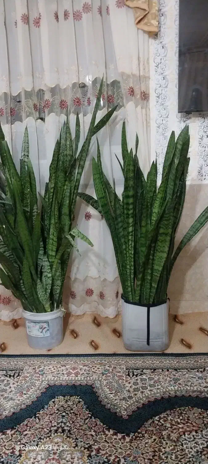 گل سانسوریا|گل و گیاه طبیعی|بجنورد, |دیوار