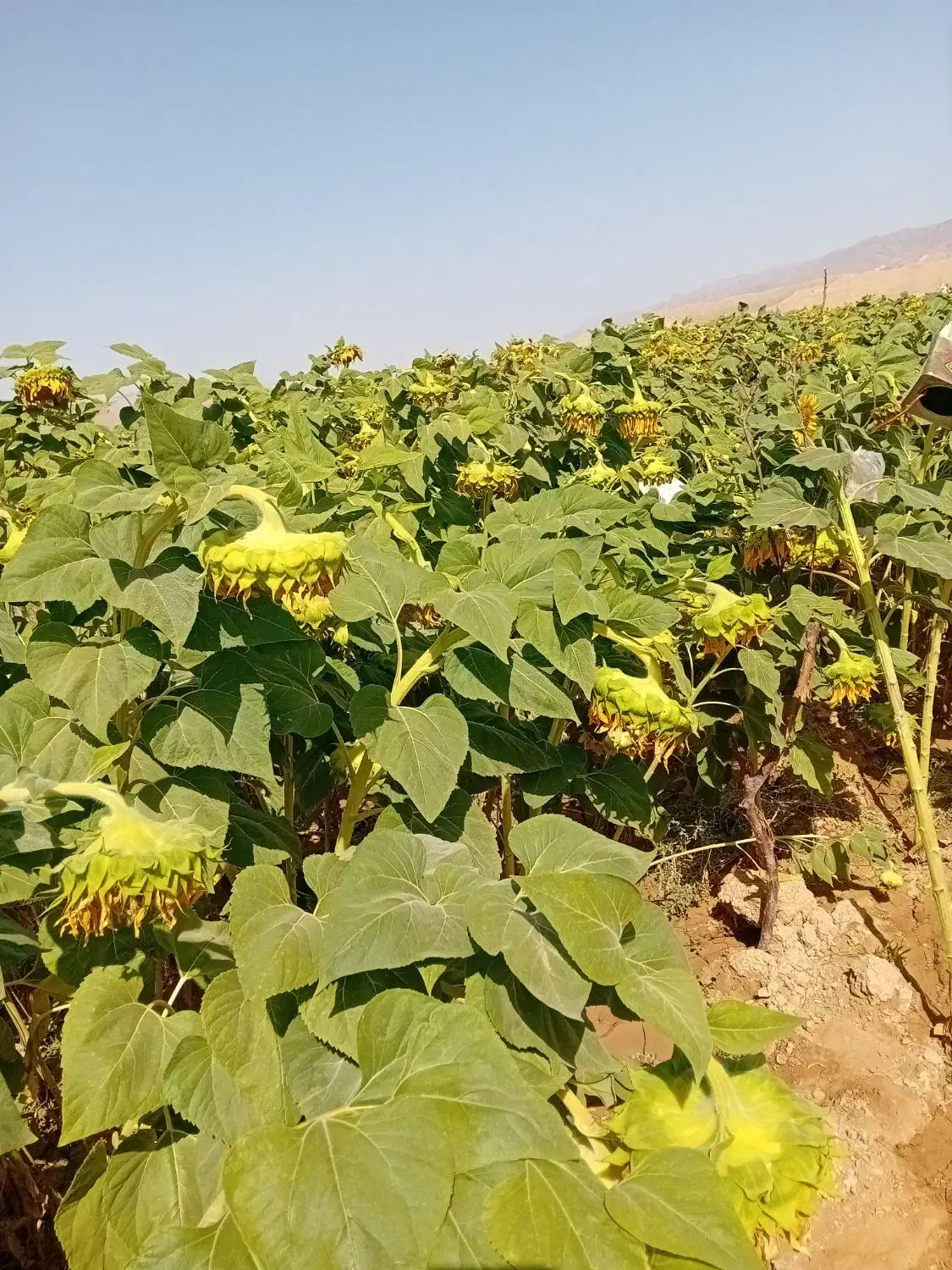 تخمه افتابگردان و سنجد  فروش فوری بصورت عمده|خوردنی و آشامیدنی|ماهنشان, |دیوار