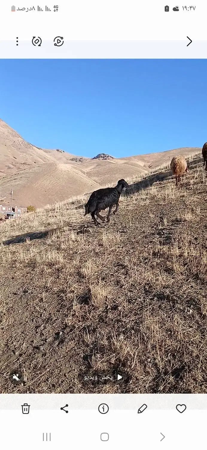 بره|حیوانات مزرعه|مریوان, |دیوار