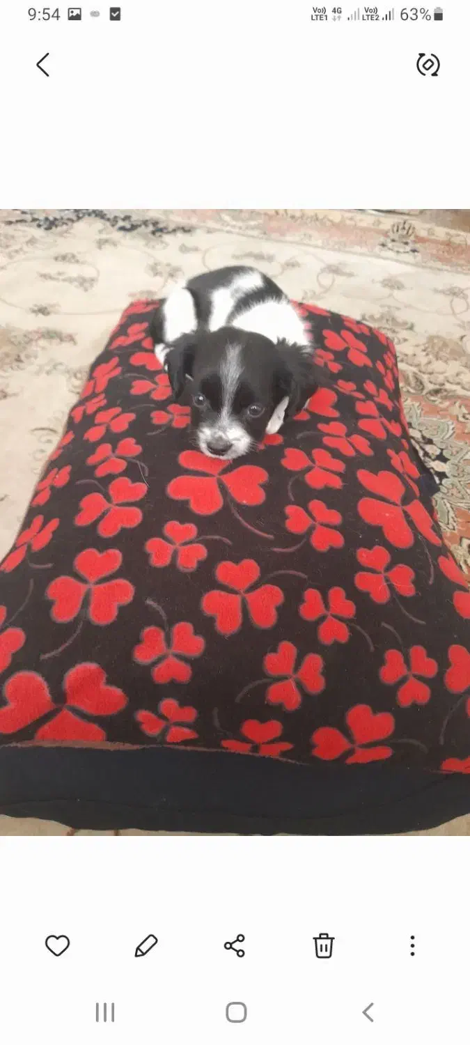 واگذاری توله سگ دوماه فروش فوری|سگ|شیراز, فرگاز|دیوار