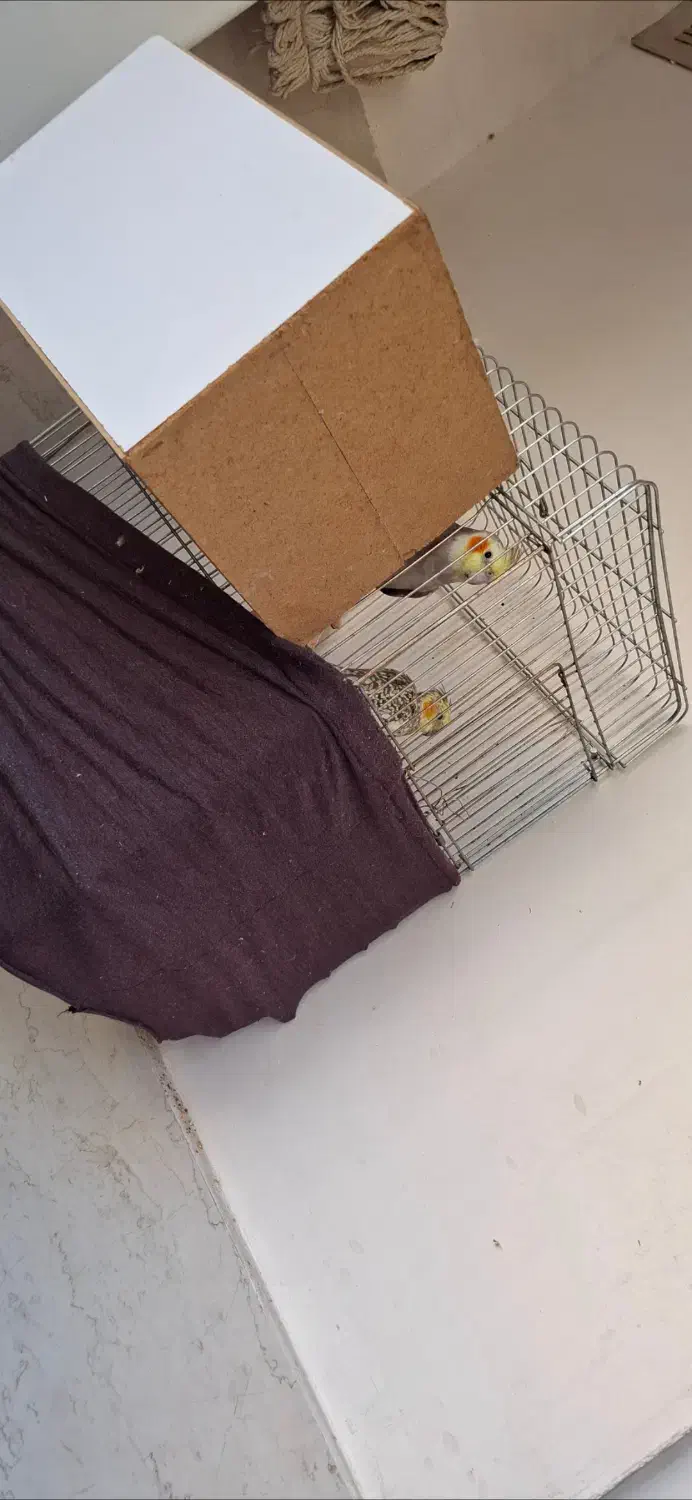 عروس هلندی|پرنده|شاهدشهر, |دیوار