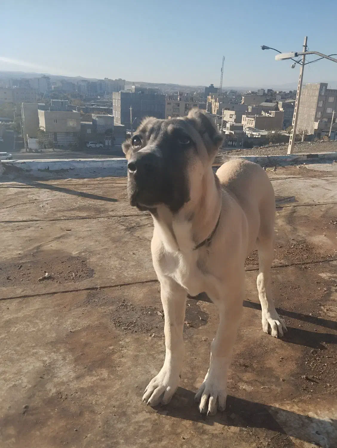 سگ سرابی ۴ماهه|سگ|میانه, |دیوار